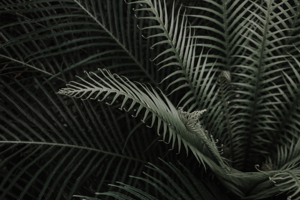 Golden Energy and Resources